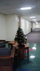 Is this the epitome of longing? Months in advance, a tender tree in a not-so-tender lounge