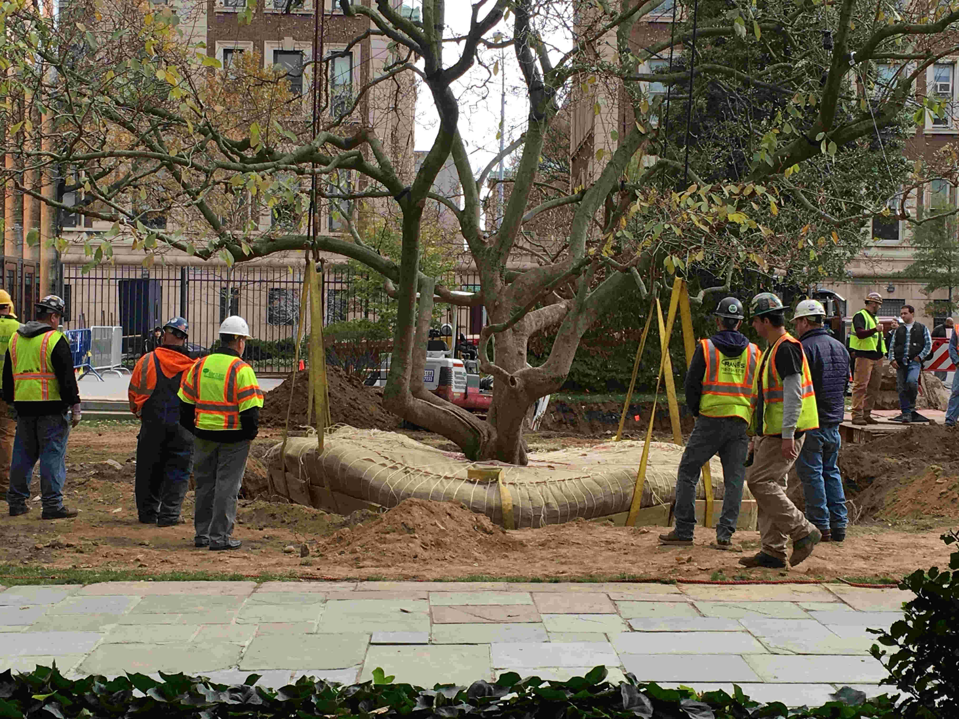 Watching A Tree For Hours Won't Make You Feel Like Thoreau Bwog
