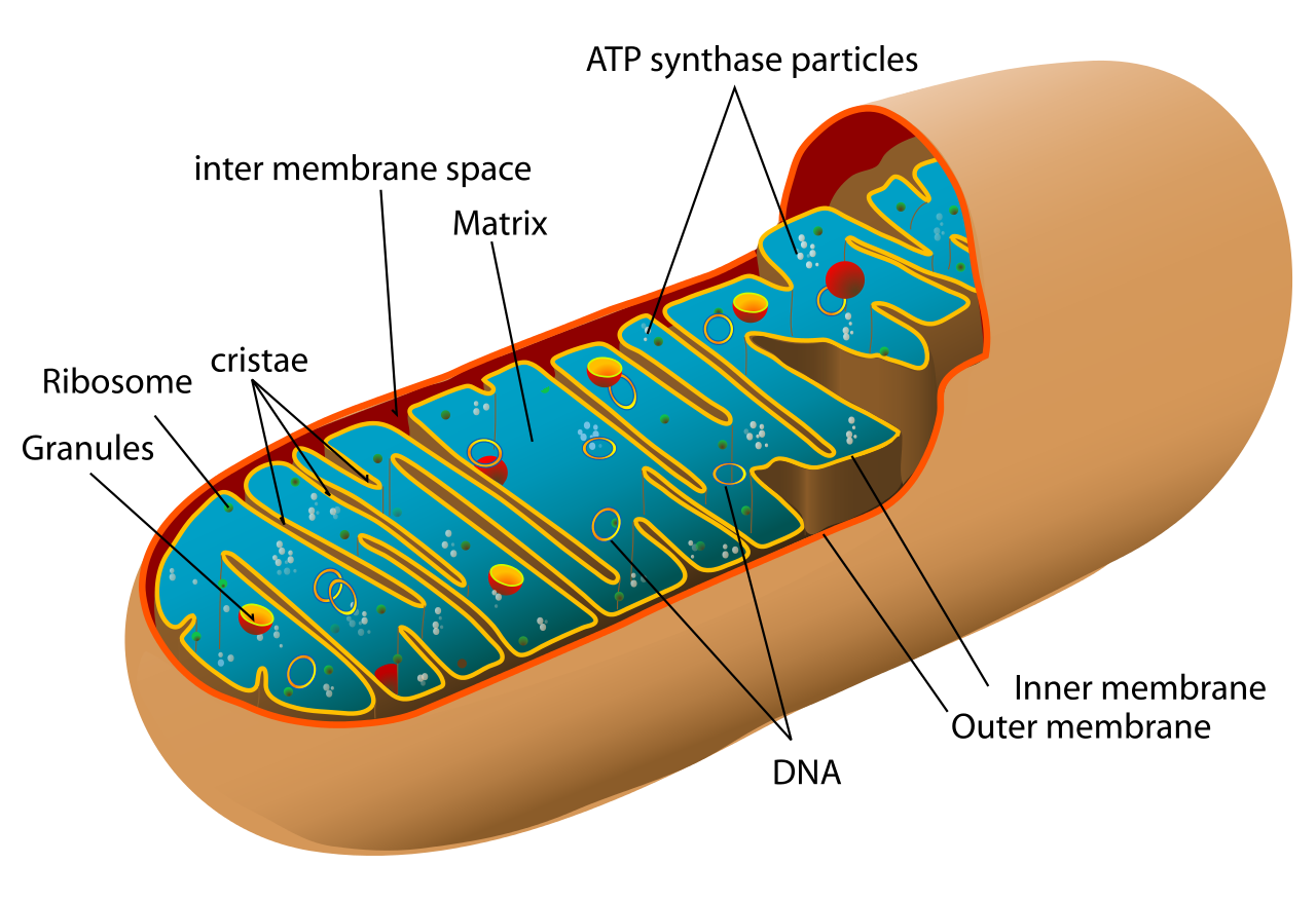 Science Fair The Mitochondria Is The Powerhouse Of The Cell Edition Bwog