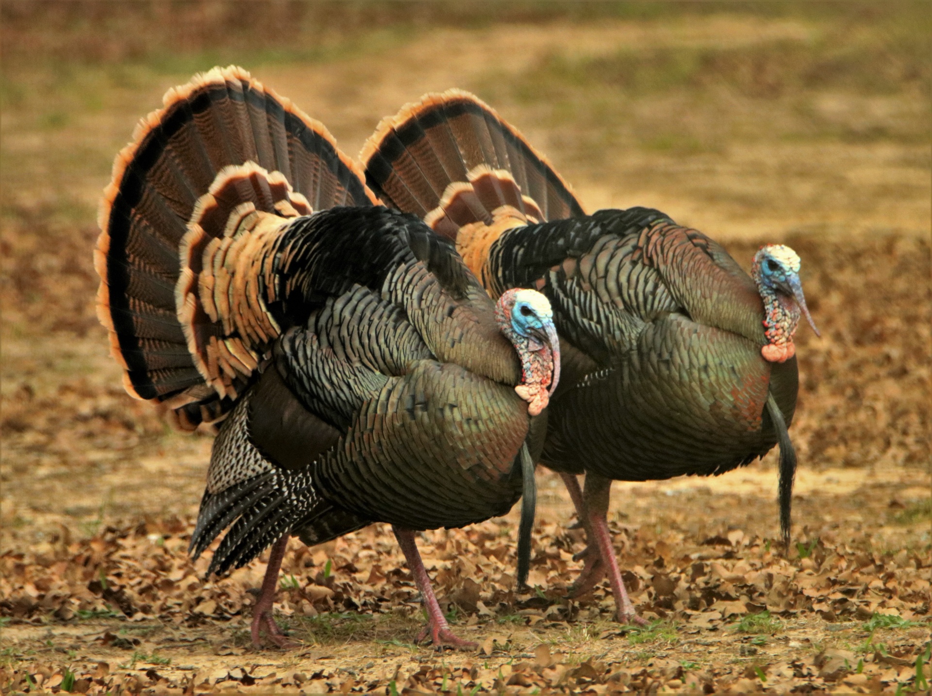 two-tom-turkey-in-fall-jpg