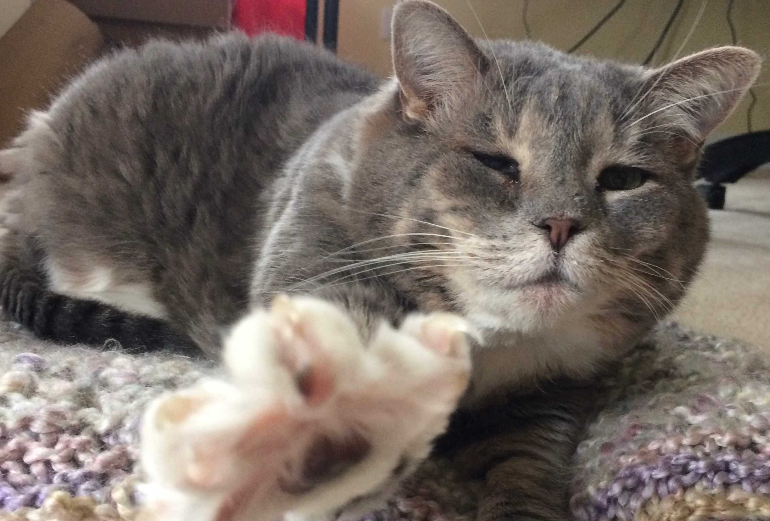 My Cat Doesn't Care About My Education – Bwog