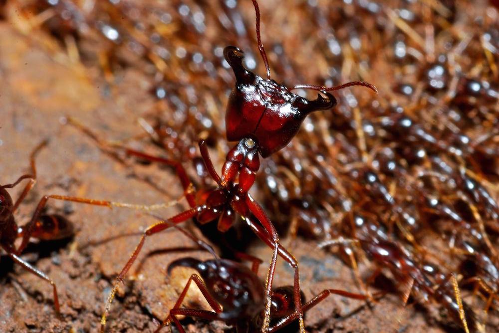 Ant Army Jpg   Ant Army 