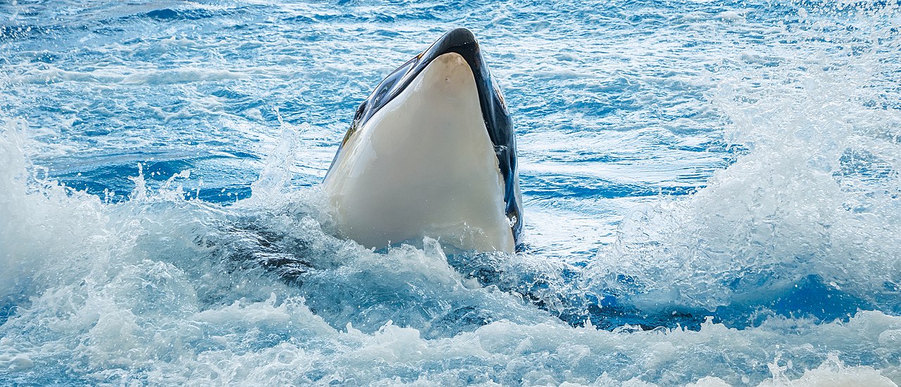 1280px-Orcinus_orca_-_Loro_Parque_01.jpg